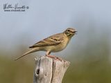 Calandro (Anthus campestris)