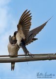 Rondine (Hirundo rustica)
