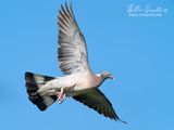 Colombaccio (Columba palumbus)