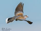 Tortora selvatica (Streptopelia turtur)