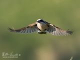 Averla piccola (Lanius collurio)