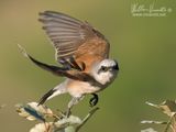 Averla piccola (Lanius collurio)