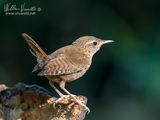 Scricciolo (Troglodytes troglodytes)