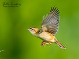 Beccamoschino (Cisticola juncidis)