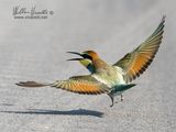 Gruccione (Merops apiaster)