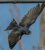 Rondine (Hirundo rustica)