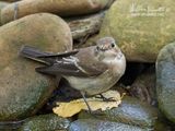 Balia nera (Ficedula hypoleuca)