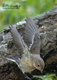 Balia nera (Ficedula hypoleuca)