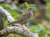 Tordo bottaccio (Turdus philomelos)