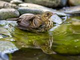 Prispolone (Anthus trivialis)