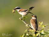 Averla piccola (Lanius collurio)