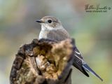 Balia nera (Ficedula hypoleuca)
