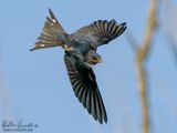 Rondine (Hirundo rustica)