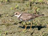 Corriere piccolo (Charadrius dubius)