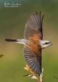 Averla piccola (Lanius collurio)