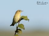 Lu piccolo (Phylloscopus collybita)