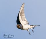 Rondine (Hirundo rustica)