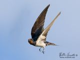 Rondine (Hirundo rustica)