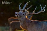 Cervo (Cervus elaphus) 