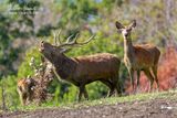 Cervo (Cervus elaphus) 