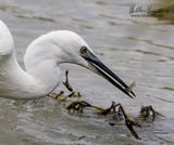 Garzetta (Egretta garzetta) 
