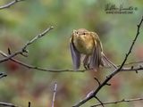Lu piccolo (Phylloscopus collybita)