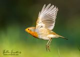 Pettirosso (Erithacus rubecula)