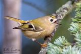Regolo (Regulus regulus)