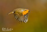 Pettirosso (Erithacus rubecula)