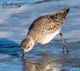 Pivieressa (Pluvialis squatarola)