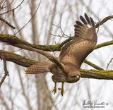 Poiana (Buteo buteo)