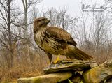 Poiana (Buteo buteo)