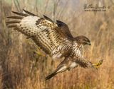 Poiana (Buteo buteo)