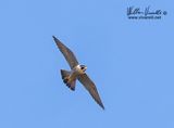 Falco pellegrino (Falco peregrinus)