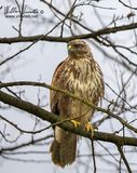 Poiana (Buteo buteo)