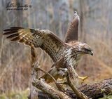 Poiana (Buteo buteo)