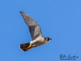 Falco pellegrino (Falco peregrinus)