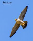 Falco pellegrino (Falco peregrinus)
