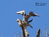 Falco pellegrino (Falco peregrinus)