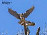 Falco pellegrino (Falco peregrinus)