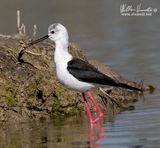 Cavaliere ditalia (Himantopus himantopus)