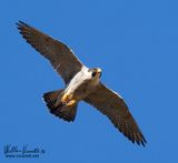 Falco pellegrino (Falco peregrinus)