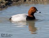 Moriglione (Aythya ferina)