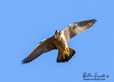 Falco pellegrino (Falco peregrinus)
