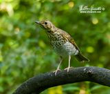 Tordo bottaccio (Turdus philomelos)