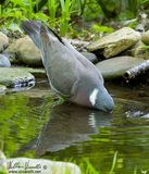Colombaccio (Columba palumbus)