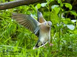 Tortora selvatica (Streptopelia turtur)