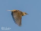 Beccamoschino (Cisticola juncidis)