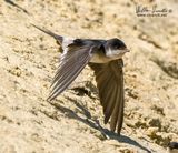 Balestruccio (Delichon urbicum)