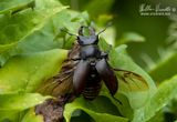 Cervo volante (Lucanus cervus)